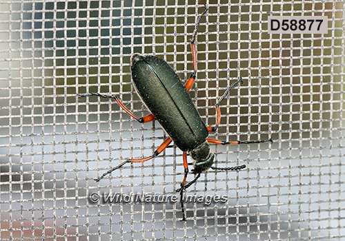 Lytta sayi (Meloidae, Coleoptera)